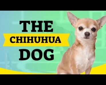 chihuhua dog