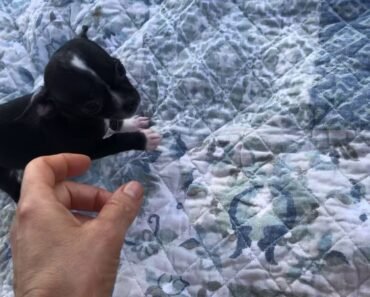 Watch 9 week old chihuahua puppy try to escape from