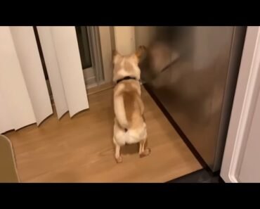 Funny Chihuahua Puppy Talks to the Dishwasher