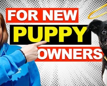 5 Common Puppy Training Mistakes That New Dog Owners Make