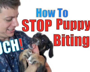 How to Train a Puppy NOT to BITE