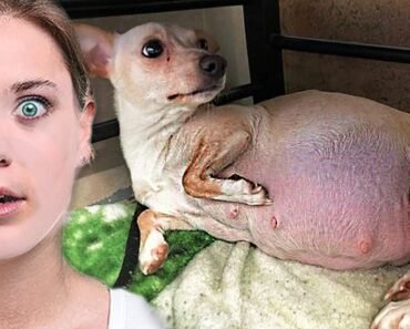 Chihuahua Gave Birth To Ten Puppies, Then Her Foster Mom