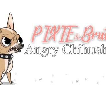 Angry Chihuahua meets Brutus