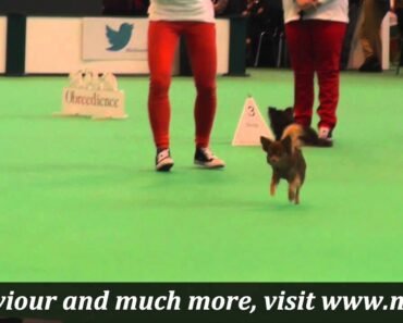 Crufts 2015 Chihuahua Obreedience and Heelwork to Music demo