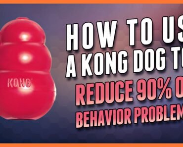 How to Use a Kong Dog Toy