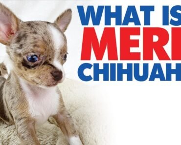 A merle Chihuahua with blue eyes!