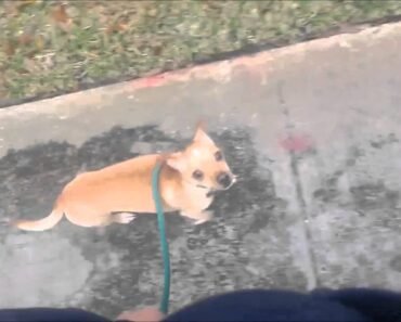 Out of Control Chihuahua Learns Obedience and Manners- Take the