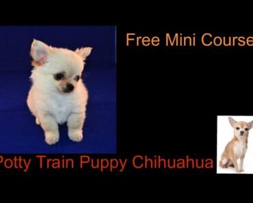 Potty Train Puppy Chihuahua **WOW** Free course to Potty Train