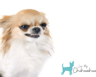 Why Are Chihuahuas So Aggressive