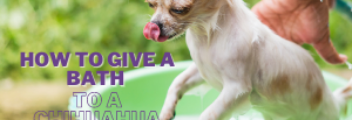 How To Give A Bath To A Chihuahua