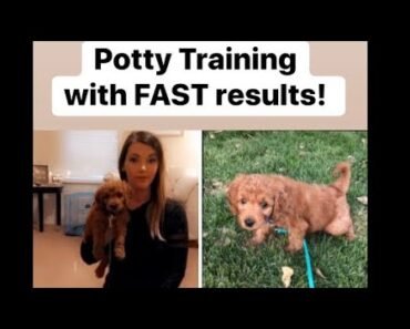 Fool Proof POTTY TRAINING with fast results! All you need