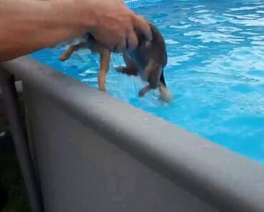 Angry Chihuahua in the Pool