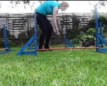 Little Chihuahua agility training