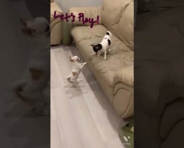 Cute Chihuahua wants to Play!!