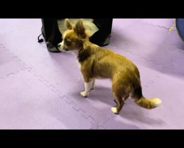 Chihuahua Puppy Dog Training Update! Agility Training at Home The