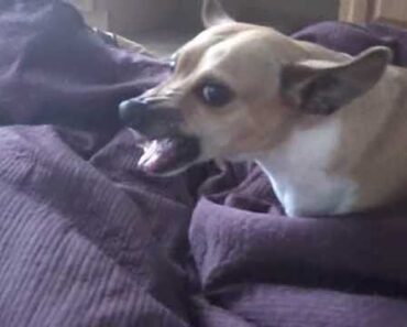 Very Angry Chihuahua 2