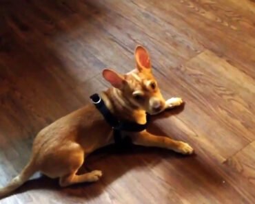 Chihuahua Mix Playing and Training