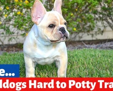 Are French Bulldogs Hard to Potty Train?