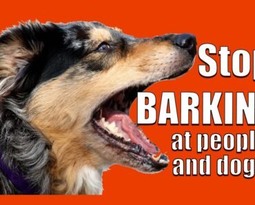 How to TEACH ANY DOG NOT to BARK at Other