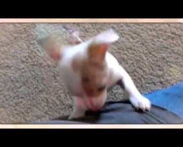 Funny Baby Chihuahua Puppy