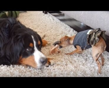 Frustrated dog loudly complains about sharing with Chihuahua puppy