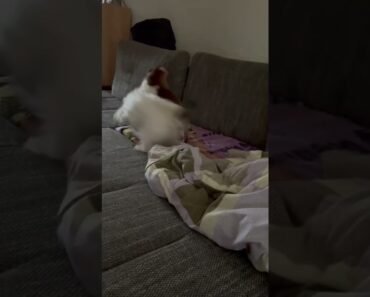 Joy’s morning fun with John #trending #tiktok #shorts #puppy #funny