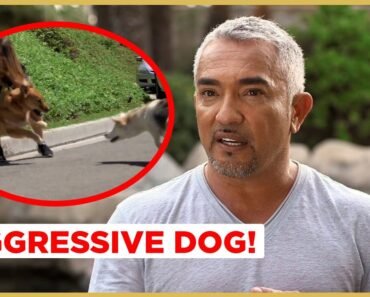 Can I help this AGGRESSIVE Dog ? (Cesar911 Shorts)