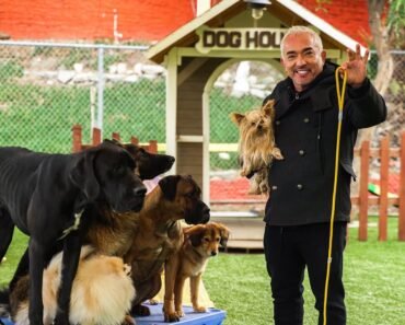 CESAR MILLAN TEACHES YOU HOW TO USE THE LEASH!