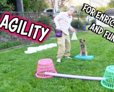 Agility for Enrichment and Fun