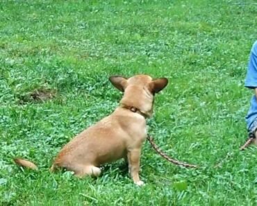 Meet Copper, a Corgi/Chihuahua Mix