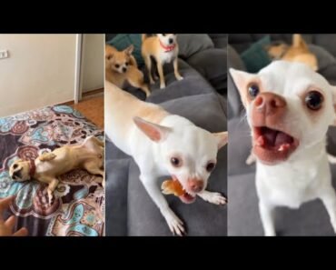 MREVIATAR TIKTOK COMPILATION CHIHUAHUA