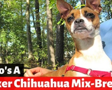 Who’s A Boxer Chihuahua Mix-breed (Boxachi)? Should you Even think