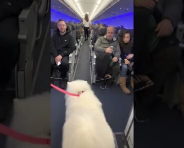 Samoyed Dog Makes Friends on a Plane While Travelling with