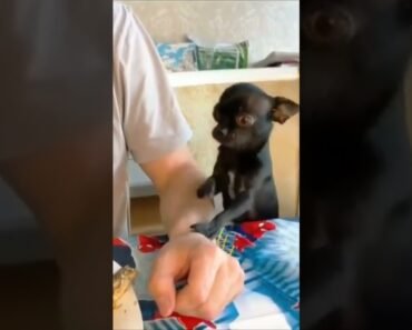 Cute Funny Chihuahua Puppy Uses Paw to Politely Beg For