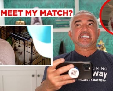 HOW I TRAINED AN AGGRESSIVE CHIHUAHUA! (Reacting to Has Cesar