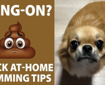 Home Grooming Tips for your Long Hair Chihuahua, Seeing Daisy