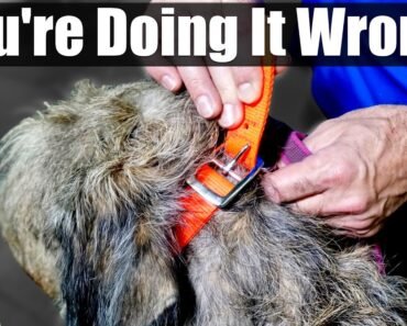 The BIG MISTAKE That People Make When Fitting A Dog