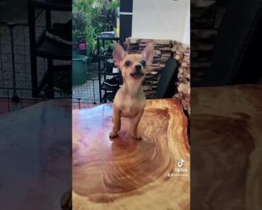 Viral Chihuahua: The Ultimate Obedience Master