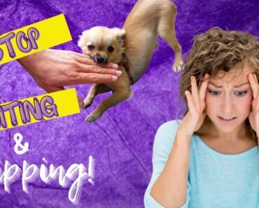 How To Stop BITING and NIPPING Whether Your Chihuahua is