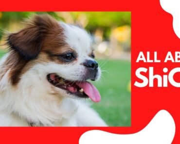 Shih Tzu Chihuahua Mix (ShiChi):Everything About The Designer Toy Breed