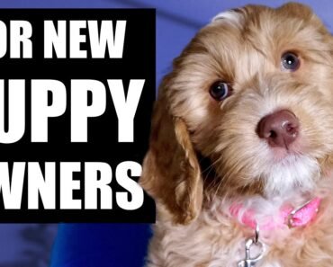 Your Complete First Week Puppy Training Plan