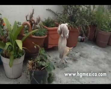 funny Chihuahua dog (Huracan)