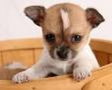 ***Chihuahua Training & Care ;-)