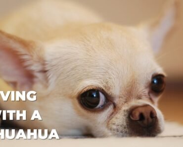 The Best Tricks and Tips for Living With a Chihuahua