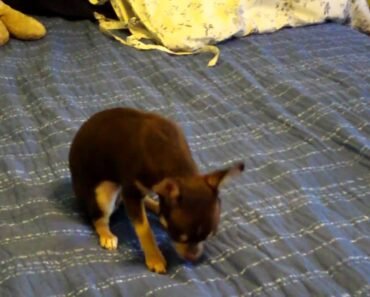 Hershey the chihuahua tricks training