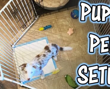 Puppy Pen Set Up