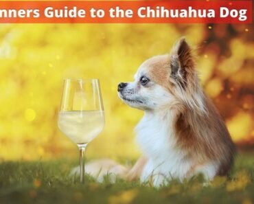 A Beginners Guide to the Chihuahua Dog