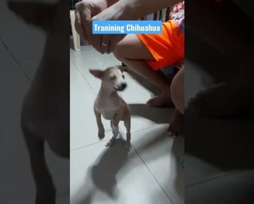 Training Chihuahua her name Chihuahua #trending #shorts #trainingdog #aspin #doglover