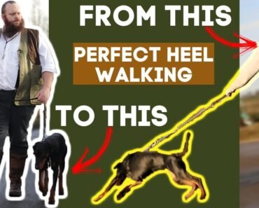 How To Teach Your Dog To Walk To Heel In