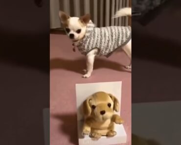 Funny Chihuahua Video ️ Try Not to Laugh Dog Videos